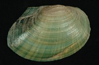 藏品(圓蚌)的圖片